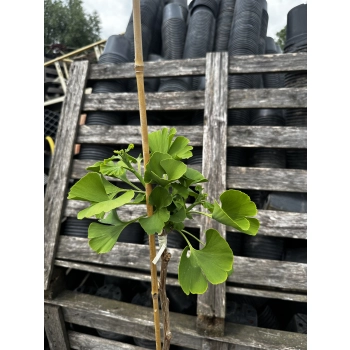 MIŁORZĄB MARIIKEN szczepiony na pniu odporny na mróz - sadzonki 120 / 140 cm